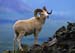 Dall Sheep2rf
